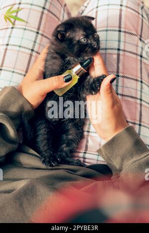 Marihuana für Haustiere. Das Konzept der pflanzlichen Alternativmedizin für Katzen, Hanföl. Draufsicht eines Mädchens, das ein Kätzchen auf dem Schoß hält Stockfoto