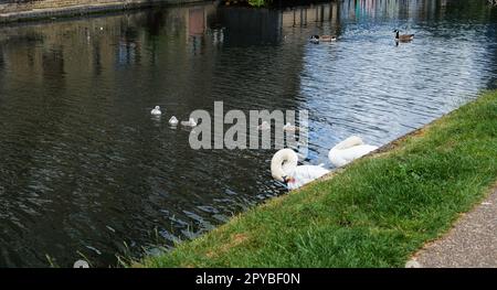 London - 05 21 2022 Uhr: Schwäne mit Welpen auf dem Grand Union Canal in der Nähe der Wedlake Street Stockfoto