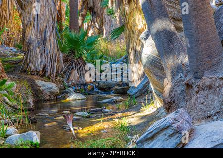 Tahquitz Canyon - Palm Springs, CA, USA: 11. Dezember 2021: Felslandschaften, Wanderwege, Bäche und Ausblicke vom Indian Canyon auf Agua Caliente. Stockfoto