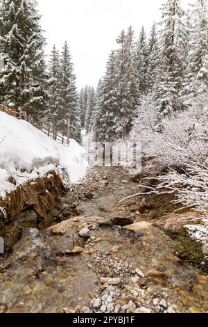 Kleiner plappernder Bach mit schneebedeckten Tannen in der Provinz Salzburg in Osterreich Mühlbach am Hochkönig Stockfoto