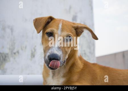 Indischer Paria oder Indie streunender Hund von brauner Farbe leckt sich die Nase mit ausgestreckter Zunge. Diese einheimische Hunderasse ist sehr loyal und für die Umwelt geeignet Stockfoto