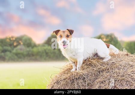 Lächelnder Landhund, der auf einem Heuballen auf dem Bauernhof sitzt, mit Nebel und Sonnenuntergang im Hintergrund. Stockfoto