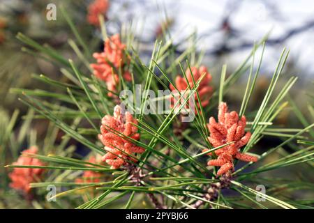 Die Blüten der Aleppo-Kiefer (Pinus halepensis), eines aus dem Mittelmeerraum stammenden Konifers Stockfoto