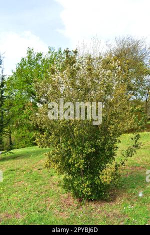 Exemplar der Kermes-Eiche (Quercus coccifera), ein aus dem Mittelmeerraum stammender Baum, in einem öffentlichen Park Stockfoto