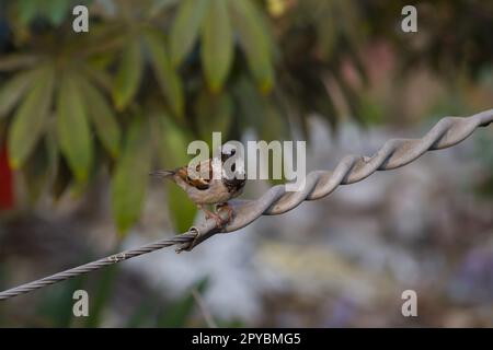 Männlicher Hausspatz oder Passer domesticus, der auf einem Seil sitzt und nach vorne schaut. Es handelt sich um einen kleinen Vogel, der häufig in städtischen und ländlichen Gebieten Indiens und WOR zu finden ist Stockfoto