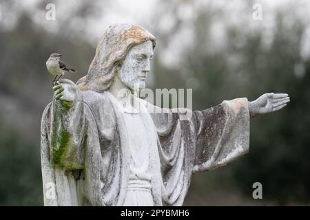 Eine nördliche Spottdrossel sitzt an der Hand einer Jesus-Statue vor einer Kirche in St. Petersburg, Florida. Stockfoto