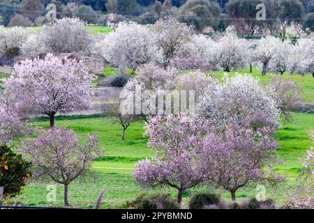 almendros en flor, Finca de Aubenya, Algaida, mallorca. islas baleares, España, europa Stockfoto