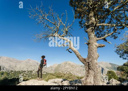 Puig Major 1436 m vom Puig De Sa Cova des Carboner, 842 m, sierra de Tramuntana, mallorca, balearen spanien, europa Stockfoto