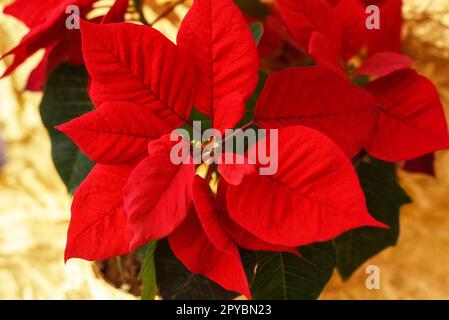 Weihnachtsblumen-Poinsettia auf verschwommenem goldenem Hintergrund. Stockfoto