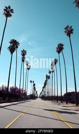 Palmengesäumte Straße mit blauem Himmel in Südkalifornien. Stockfoto