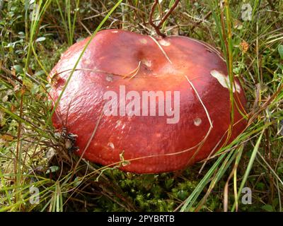 Pilze mit rotem Hut. Ein frischer, großer Rusula oder Boletus, der von einem Pilzpflücker im Wald gefunden wurde. Eine gute Entdeckung bei einem Waldspaziergang. Ein Erzeugnis, das von einer Person nach einer Hitzebehandlung in Lebensmitteln verzehrt wird. Stockfoto