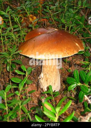 Essbare Waldpilze. Ein schöner, großer, sogar Boletus oder Porcini Pilz. Im Wald finden. Viel Glück, mushroomer. Pilz mit weißem Bein und rotbraunem Oberteil. Produkt, das von Menschen konsumiert wird Stockfoto