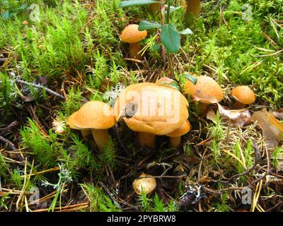 Rote, orangefarbene Waldpilze, ähnlich wie Pfifferlinge oder Honigpilze. Pilze, die von Tieren oder Amphibien gefressen werden. Pilze im Moos. Karelien, Russland Stockfoto