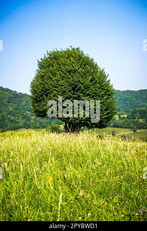 Baum auf einem Feld in Picos de Europa, Asturien, Spanien Stockfoto