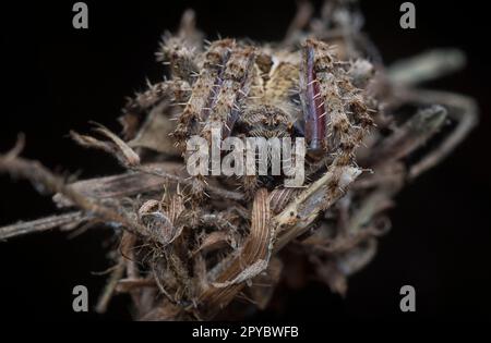 Nahaufnahme der Gartenspinne der Laglaise Stockfoto