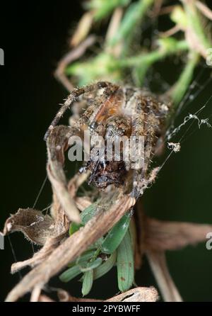 Nahaufnahme der Gartenspinne der Laglaise Stockfoto