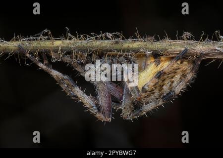 Nahaufnahme der Gartenspinne der Laglaise Stockfoto