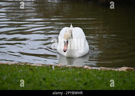 Weißer Schwan Zeigt Nach Vorne Stockfoto