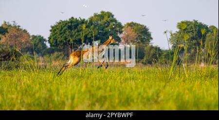 Eine rote Lechwe (Kobus leche), die in Feuchtgebieten, Okavanga Delta, Botsuana, Afrika, springt Stockfoto