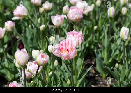 Doppelte, blassrosa Frühlingsblumen von Tulpen, Tulipa Angelique im britischen Garten April Stockfoto