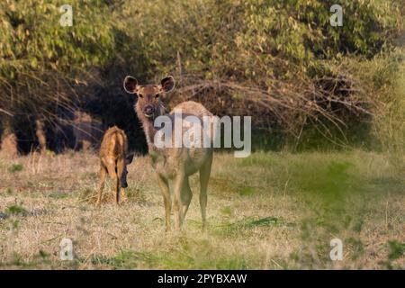 Ein Sambarrhirsch, das im indischen Wald Gras fresst. Stockfoto