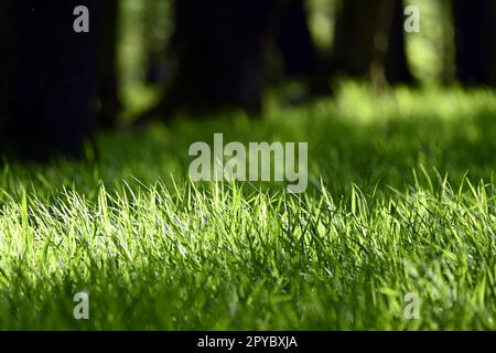 Nahaufnahme von frischem, sonnendurchflutetem grünem Gras im Wald mit Bäumen im Hintergrund Stockfoto