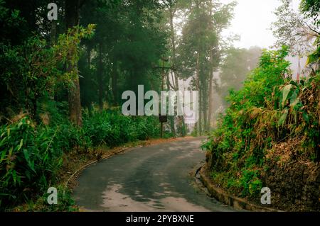 Eine asphaltierte Bergstraße, die bergauf durch den Wald führt. Sonnenlicht bei Sonnenuntergang. Hintergrund Querformat. Tagda Mirik Darjeeling Westbengalen Indien Südasiatisch-Pazifischer Raum Stockfoto