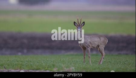 Rotwild (Capreolus capreolus) männlich im Frühling Stockfoto