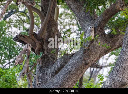 Ein Paar Verreauxs-Eulen (Ketupa lacte), hoch oben in einem Baum, Okavanga Delta, Botsuana, Afrika Stockfoto