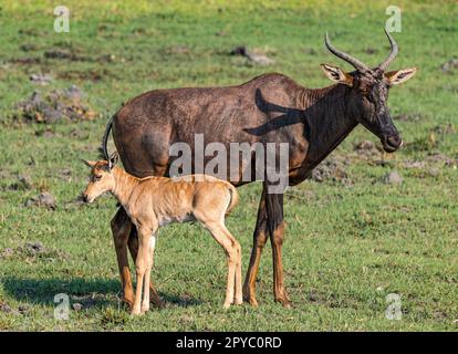 Eine weibliche Tsessebe-Antilope (Damaliscus lunatus lunatus) und neugeborenes Kalb, Okavanga Delta, Botsuana, Afrika Stockfoto