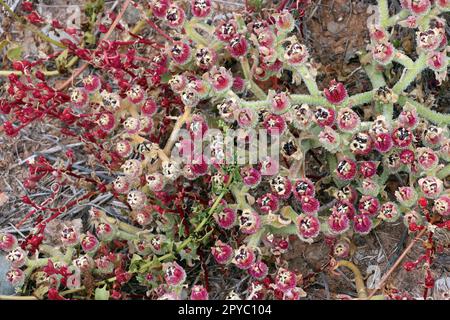 Eiskraut Mesembryanthemum crystallinum Stockfoto