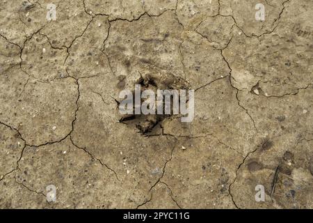 Hundeabdrücke im Schlamm Stockfoto