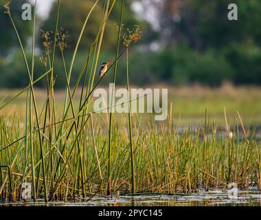 Malachitenkönigsfisher, die in Feuchtgebieten (Corythornis cristatus), Okavanga Delta, Botsuana, Afrika, zu einem Schilf schmuggeln Stockfoto