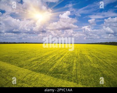 Luftaufnahme der schönen Kulturlandschaft mit Raps-, Weizen- und Maispflanzenfeldern, Drohne pov Stockfoto