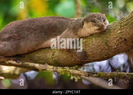 Glatt beschichteter Otter liegt auf einem Ast über einem Mangrovenstrand, Singapur Stockfoto