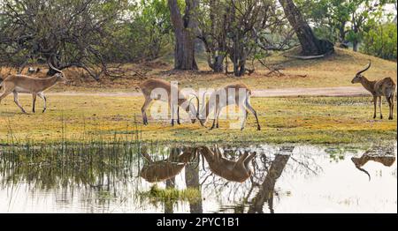 Ein Paar männliche rote Lechwe (Kobus leche), die hörnchenförmig einrasten, spielen Kämpfen am Wasser, Okavanga Delta, Botsuana, Afrika Stockfoto