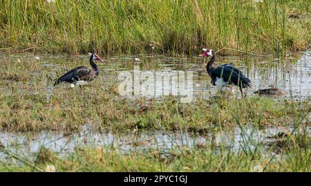 Ein Paar Sporenflügelgänse (Plectropterus gambensis) im Wasser, Okavanga Delta, Botsuana, Afrika Stockfoto