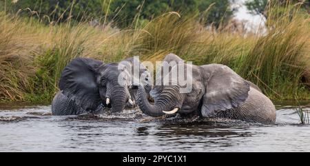 Ein Paar afrikanischer Elefanten (Loxodonta africana) kämpft in einem Fluss, Okavanga Delta, Botsuana, Afrika Stockfoto