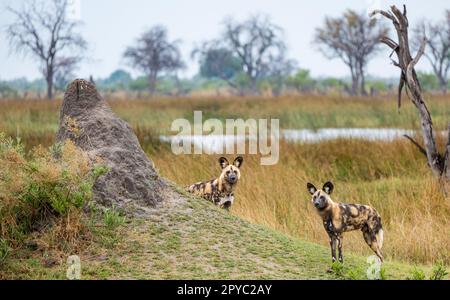 Ein Paar afrikanische Wildhunde, Jagdhund, bemalter Hund oder bemalter Wolf (Lycaon pictus), Okavanga Delta, Botsuana, Afrika Stockfoto