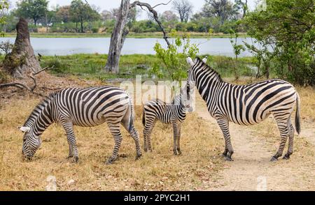 Zebrafamilie (Equus quagga) mit neugeborenem Zebra, Okavanga Delta, Botsuana, Afrika Stockfoto