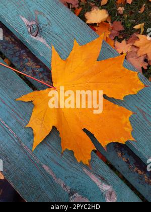 Gelbes Ahornblatt auf einer Holzbank in Nahaufnahme Stockfoto
