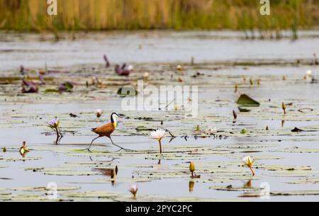 Ein afrikanischer Jakana oder Jesus Vogel (Actophilornis africanus), der auf Lilienfüßen, Okavanga Delta, Botsuana, Afrika läuft Stockfoto