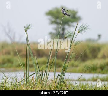 Ein Rattenfischer (Ceryle rudis) auf einem Schilfstiel, Okavanga Delta, Botsuana, Afrika Stockfoto