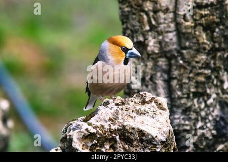 Ein Falke, der aus einer Pfütze trinkt Stockfoto