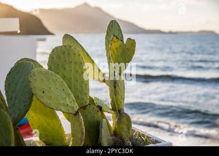 Kaktus in weißem Topf am Strand Stockfoto