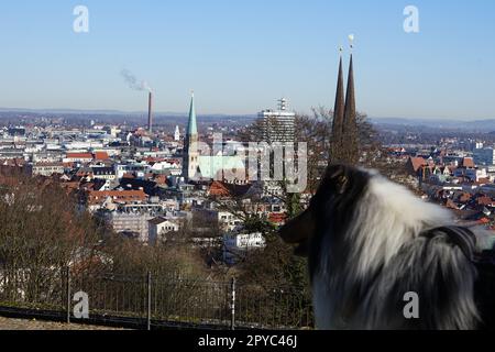 Die Stadt Bielefeld vor einem Hund, Hundesteuer Stockfoto