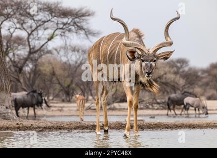 Eine männliche Kudu-Antilope (Tragelaphus strepsiceros), die an einem Wasserloch in der Kalahari-Wüste, Botsuana, Afrika, trinkt Stockfoto