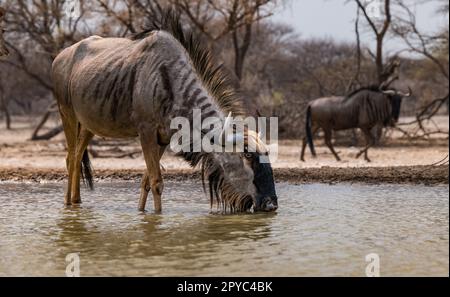 Blauer Gnus (Connochaetes taurinus) trinkt an einem Wasserloch, Kalahari Wüste, Botsuana, Afrika Stockfoto