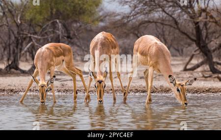 Impala Antilope (Aepyceros melampus) trinkt an einem Wasserloch, Kalahari Wüste, Botswana, Afrika Stockfoto