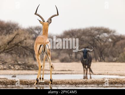 Impala Antilope (Aepyceros melampus) und blauer Gnus oder gnu (Connochaetes taurinus) an einem Wasserloch, Kalahari Wüste, Botsuana, Afrika Stockfoto